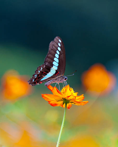 istock Flowers and butterflies 464404353