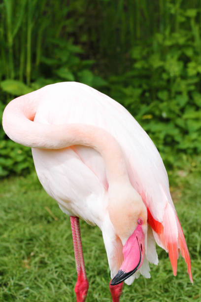 istock phoenicopterus ruber roseus wild animal 464404379