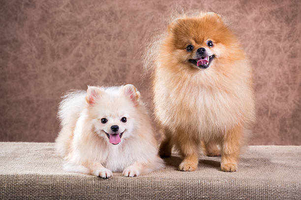 Portrait two Pomeranian dog Portrait two Pomeranian dog on a abstract background spitz type dog stock pictures, royalty-free photos & images