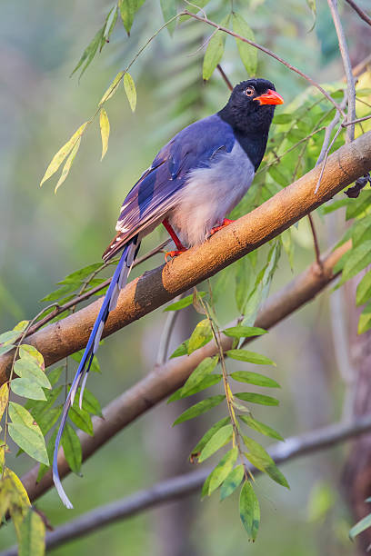 istock Portrait of Red-billed blue magpie 464405230