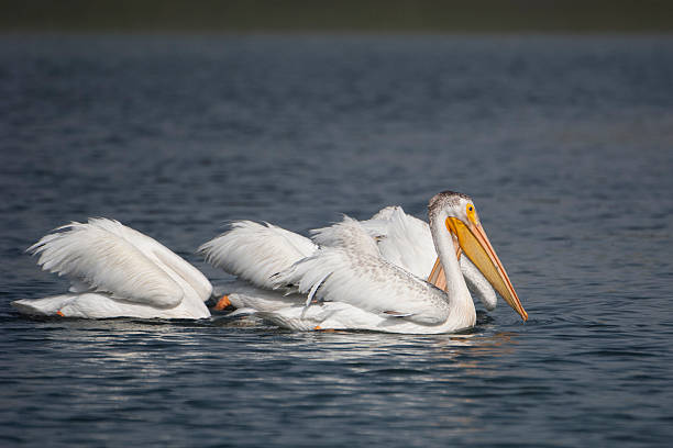 istock Group of White Pelicans Swimming in Harbor 464405244