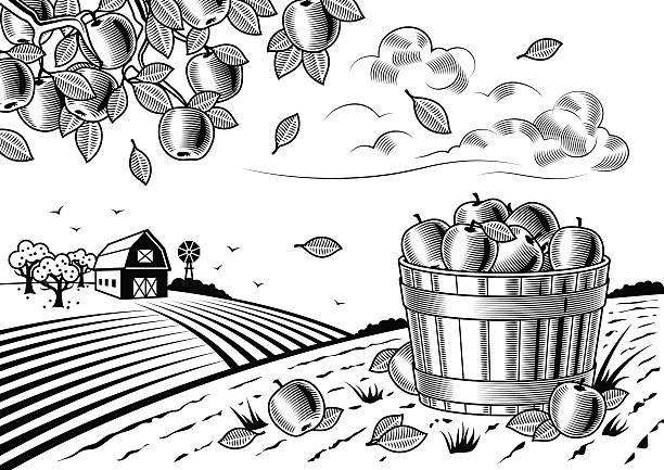 Retro landscape with apple harvest in woodcut style. Fully editable black and white vector illustration with clipping mask. Includes high resolution JPG.