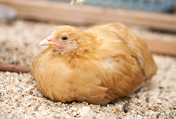 Buff Orpington Pullet stock photo