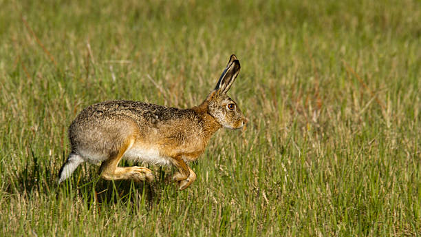 istock Feldhase, European Lepus, European hare 464405603