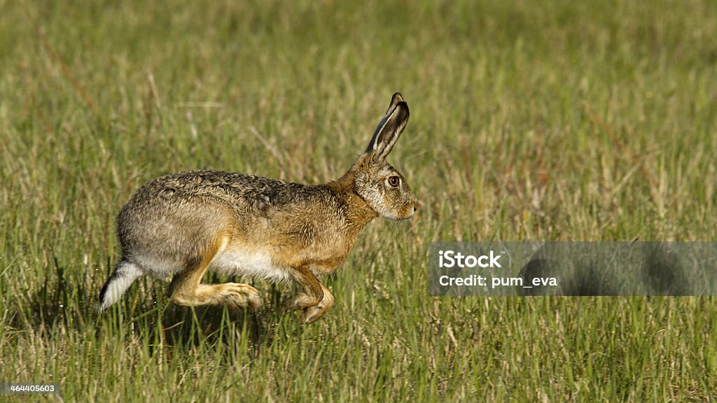 Feldhase, European Lepus, European hare Animal Whisker Stock Photo
