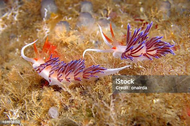 Mondo Sottomarino - zdjęcia stockowe i więcej obrazów Badanie - Badanie, Dno oceaniczne, Fotografika