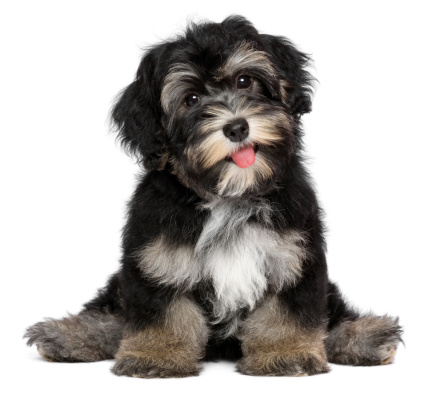 A funny smiling black and tan havanese puppy dog is sitting, isolated on white background