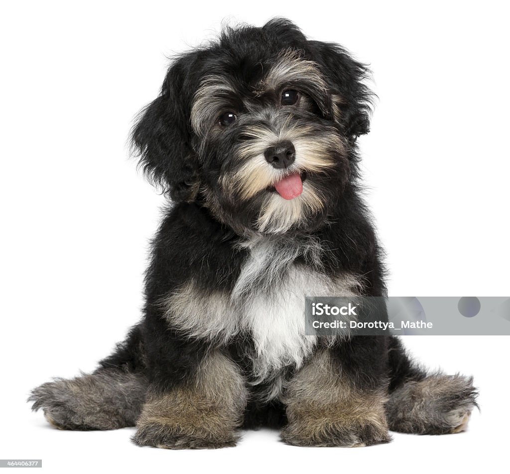 Funny smiling black and tan havanese puppy dog A funny smiling black and tan havanese puppy dog is sitting, isolated on white background Dog Stock Photo