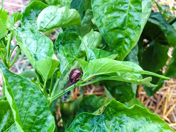 istock Pests on the plant 464406760