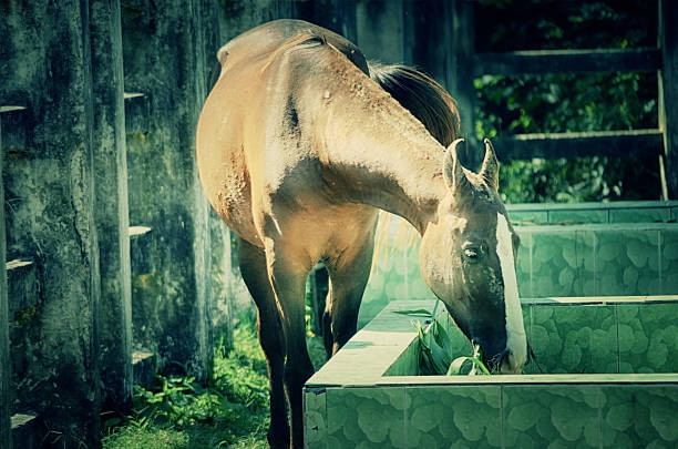 A close up image of a horse looking directly at the viewer.