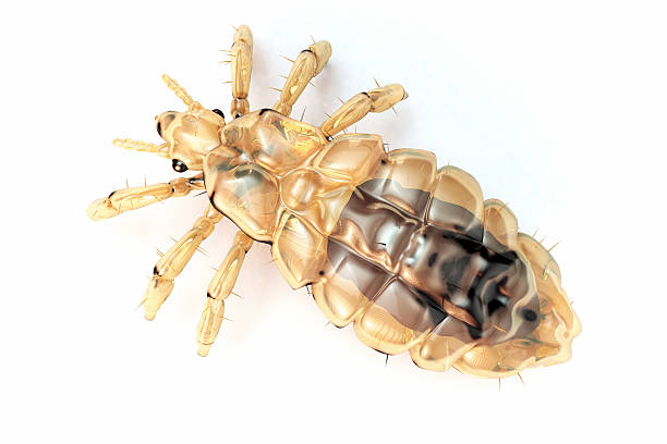 7,173 Animal Exoskeleton Stock Photos, Pictures & Royalty-Free Images - iStock 7,173 Animal Exoskeleton Stock Photos, Pictures & Royalty-Free Images - iStock