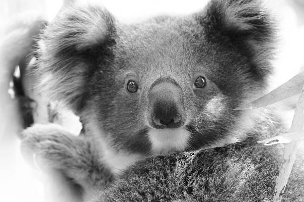 istock Baby Koala in black and white 464410932