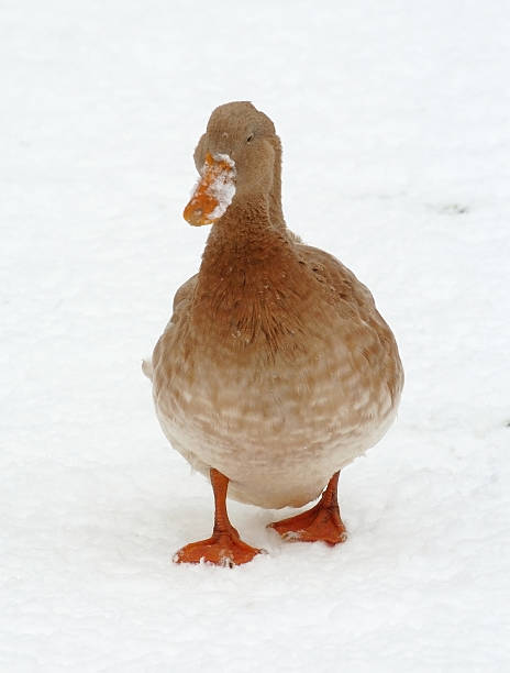 istock duck in the snow 464411118