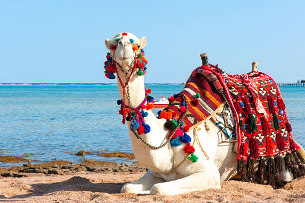 White camel resting on the Egyptian beach. Camelus dromedarius. White proud camel resting on the Egyptian beach. Camelus dromedarius. Summertime outdoors. chubby arab stock pictures, royalty-free photos & images