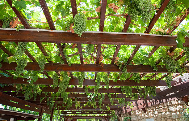 Vineyard on the island of Crete in Greece. stock photo