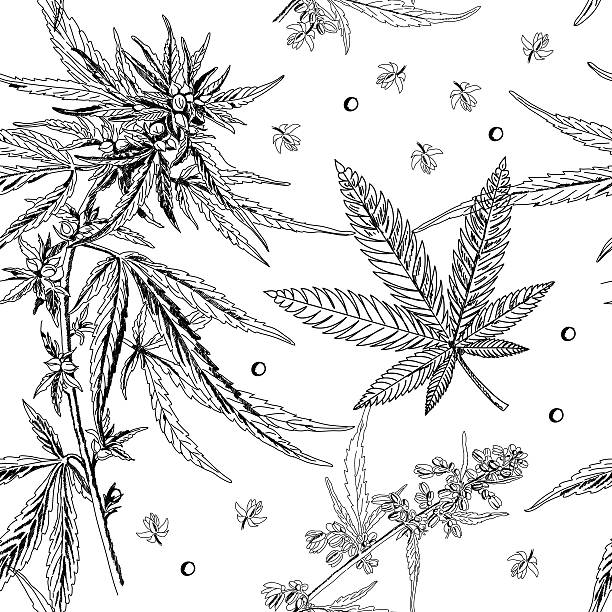ilustrações, clipart, desenhos animados e ícones de padrão sem emendas, cânhamo, maconha, preto e branco - marijuana plant