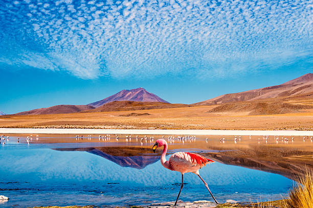 Photo of colorful flamingo in a lagoon in Bolivia Laguna at the "Ruta de las Joyas altoandinas" in Bolivia with pink flamingo walking through the scene bolivia photos stock pictures, royalty-free photos & images
