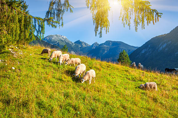 Alpine pastures in the Slovenian. Julian Alps. Triglav National Park.