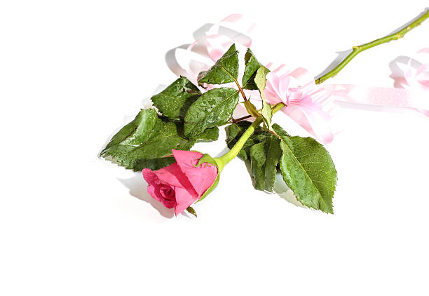 istock Roses for valentine day, on white background 464416502