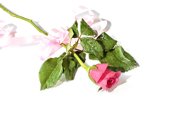 istock Roses for valentine day, on white background 464416504
