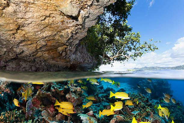 île tropicale et le paradis sous-marin pour les plongeurs, raja ampat, en indonésie - archipel raja ampat photos et images de collection