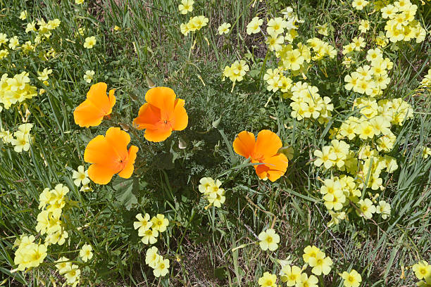 istock Poppies and Yellow Sour Grass 464420114