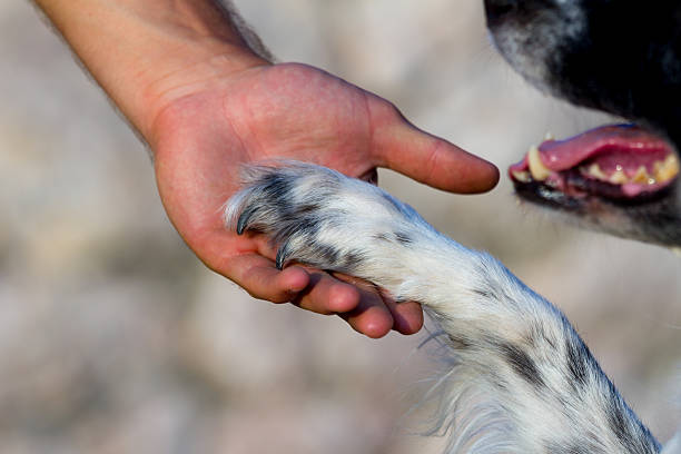 istock Dog paw and human hand 464420560