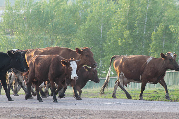 istock cows are on the road 464421294