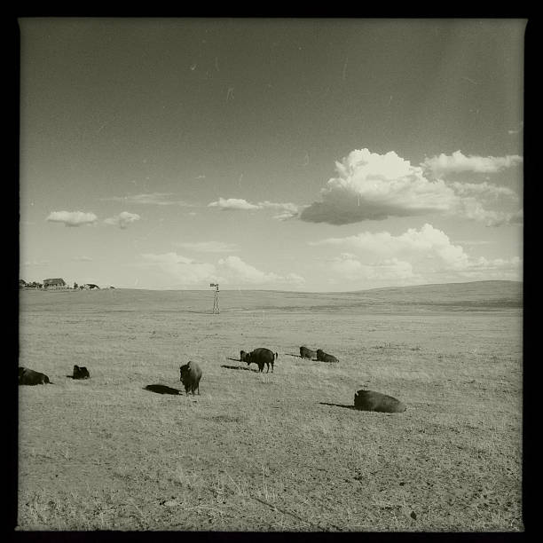 This picture has been took with Hipstamatic app.