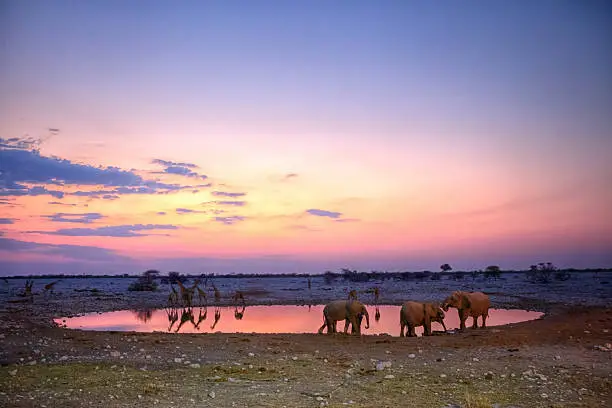 Elephant and giraffes at the okaukuejo waterhole in Etosha National Park during sunset.