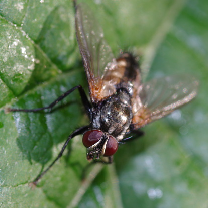 macro fly