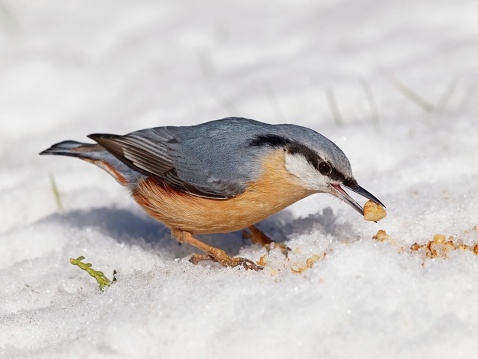 wood nuthatch in natural environment