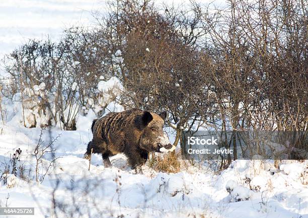 Wild Boar On Snow Stock Photo - Download Image Now - 2015, Animal, Animal Wildlife