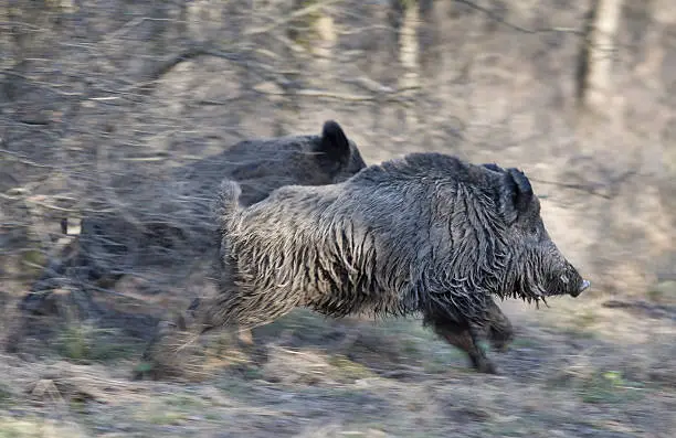 Two wild boars running away in forest, panning technique of image