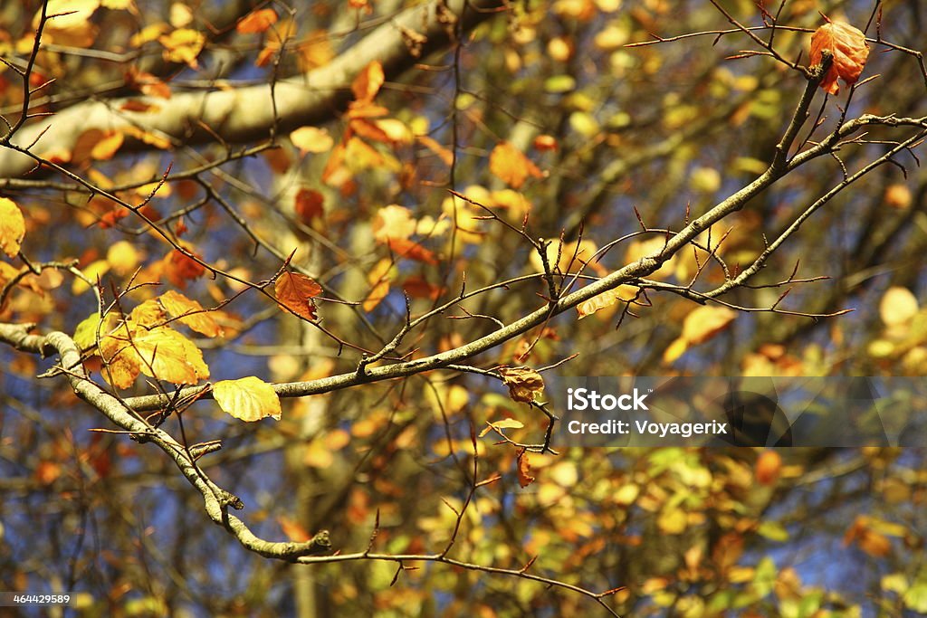 Brillante Hojas otoñales en el medio ambiente natural - Foto de stock de Abstracto libre de derechos