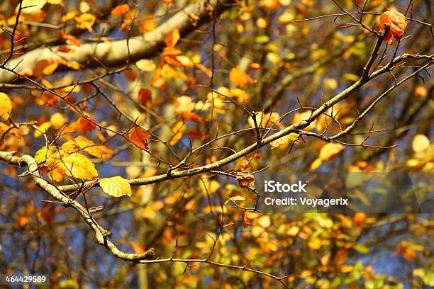 Jasny Jesień Liście W Środowiska Naturalnego - zdjęcia stockowe i więcej obrazów Abstrakcja - Abstrakcja, Bez ludzi, Drzewo