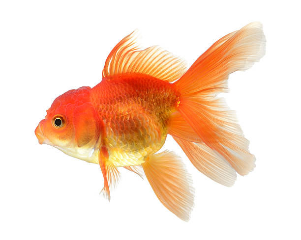 istock gold fish isolated on white background 464429632