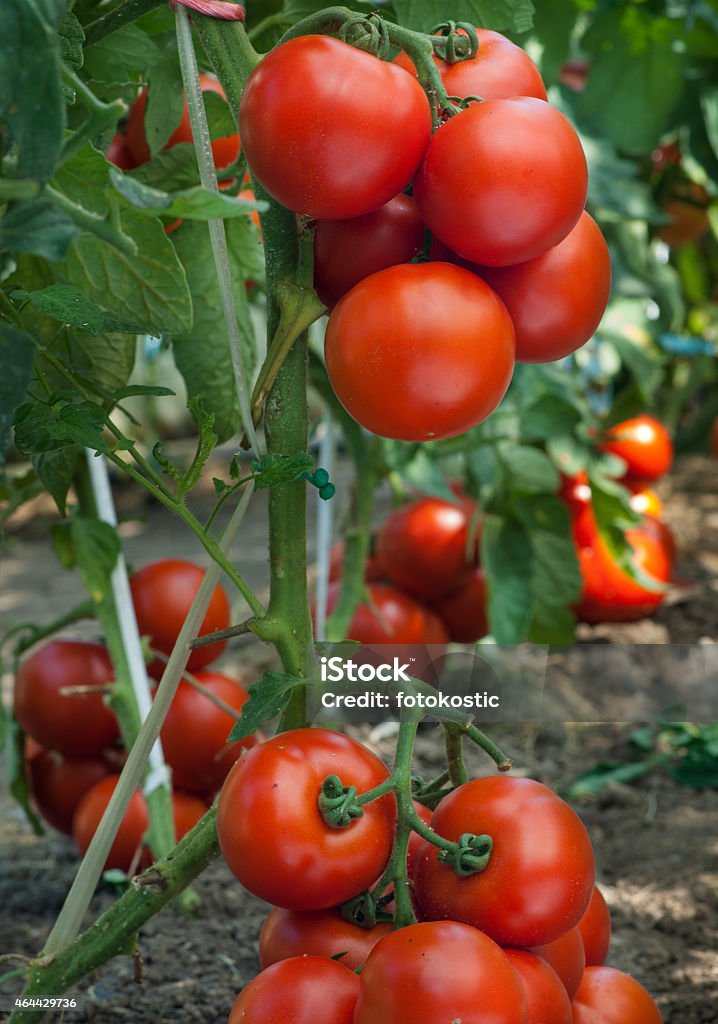 Growth tomato Growth tomato in greenhouse 2015 Stock Photo