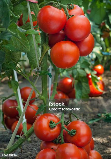 Growth Tomato Stock Photo - Download Image Now - 2015, Agriculture, Branch - Plant Part
