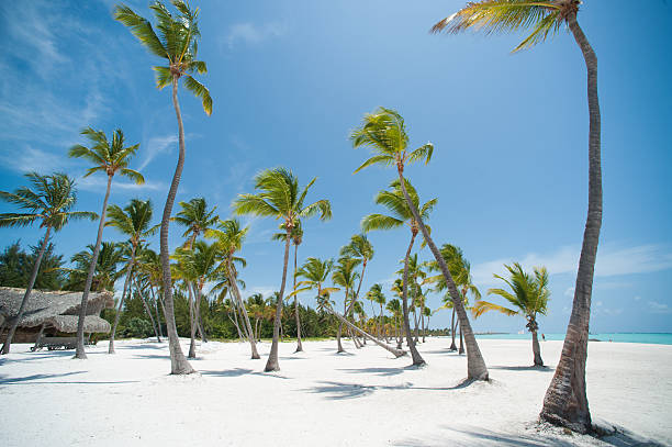 istock Palms in Dominicana 464435794