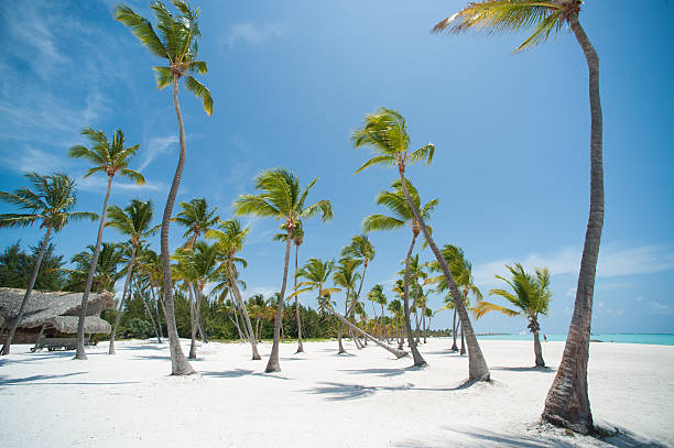 Palms in Dominicana stock photo