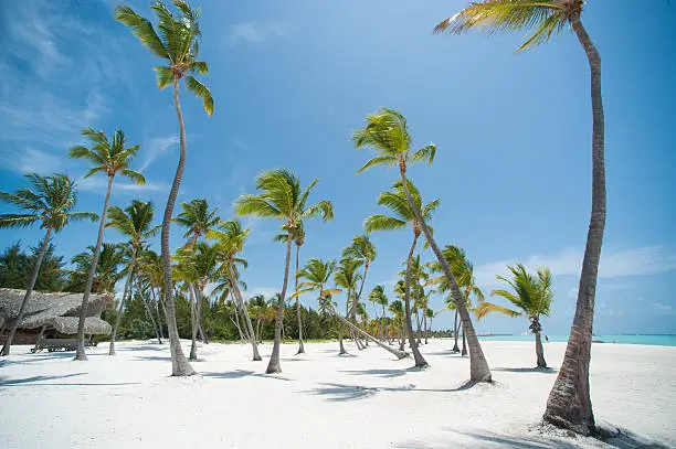 Palms at Juanillo beach, Dominican Republic