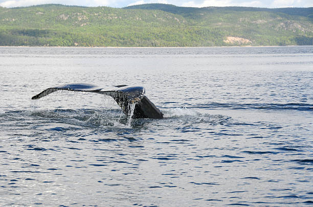 Humpback Whale, Tadoussac, Quebec, Canada Humpback Whale near the confluence of the Saint Lawrence and Saguenay rivers, near Tadoussac, Quebec, Canada neta degany stock pictures, royalty-free photos & images