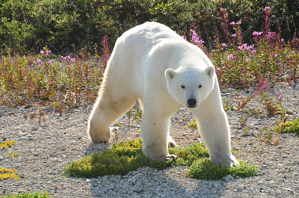 Polar Bear in Churchill, Manitoba Polar Bear in Churchill, Manitoba manitoba photos stock pictures, royalty-free photos & images