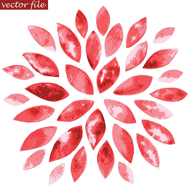 illustrations, cliparts, dessins animés et icônes de aquarelle rouge fleur de klein - single flower flower marguerite white background