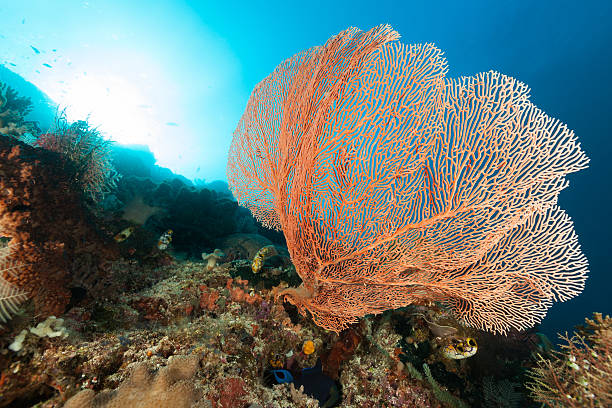 Gorgonian Sea Fan Beauty, Raja Ampat, Indonesia Gorgonian Sea Fans like habitats with strong current.  odonus niger stock pictures, royalty-free photos & images