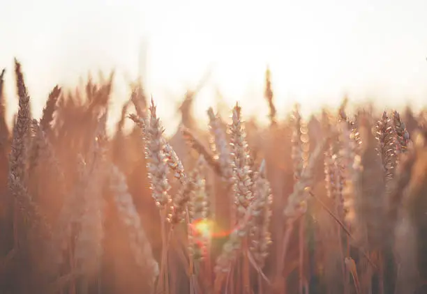 Photo of Golden grain