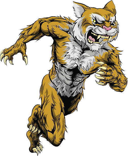 ilustrações, clipart, desenhos animados e ícones de wildcat sports mascote corrida - bobcat wildcat undomesticated cat animal