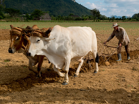 Vinales, Cuba - December 11, 2014: Ploughing with two oxes tied by a yoke.