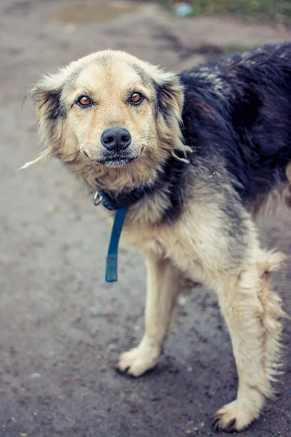 istock Lonely street dog 464443241